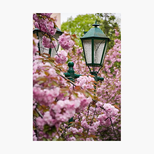 green lantern among cherry blossom Photographic Print