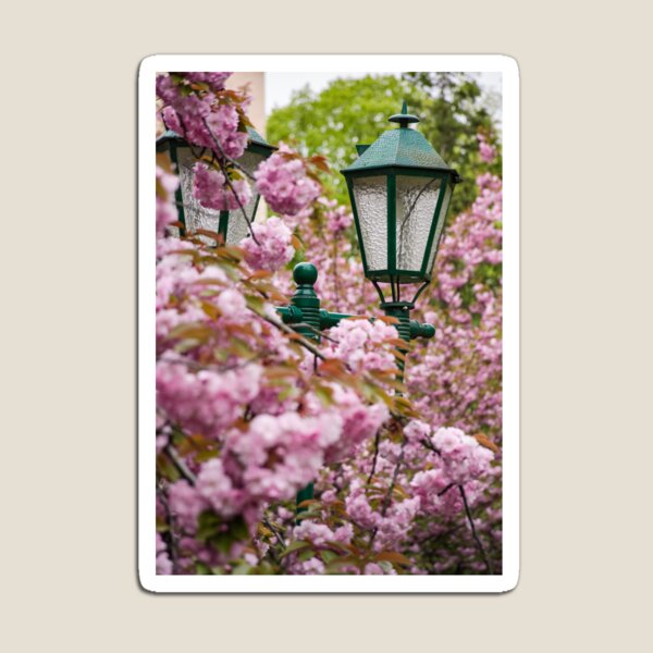 green lantern among cherry blossom Magnet