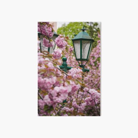 green lantern among cherry blossom Art Board Print