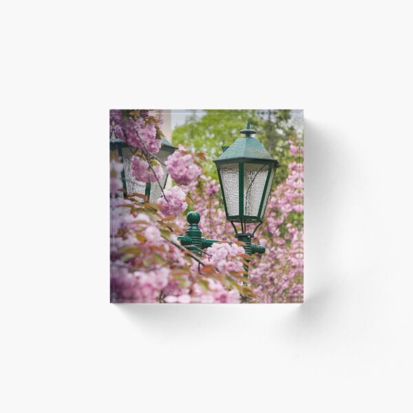 green lantern among cherry blossom Acrylic Block