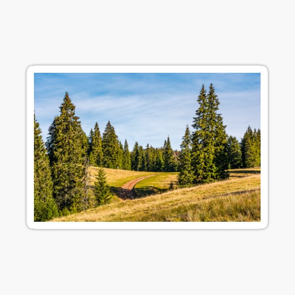 dirt road in spruce forest at sunrise Sticker