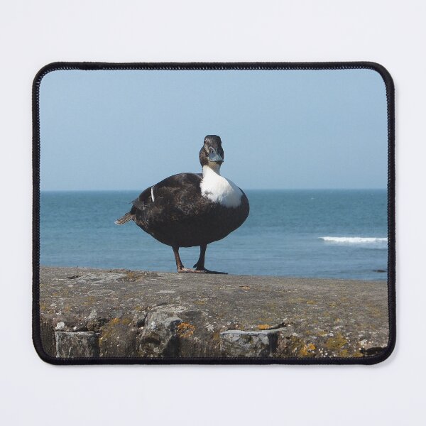 Item preview, Swedish Blue Duck designed and sold by pinkal.