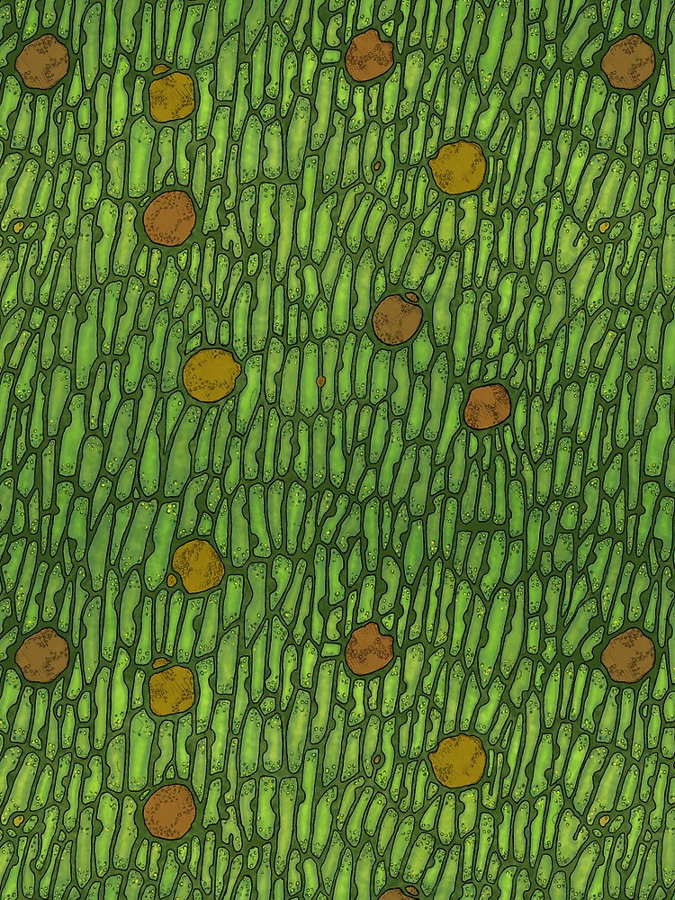 Venus Flytrap Cells by Tippitiwichet