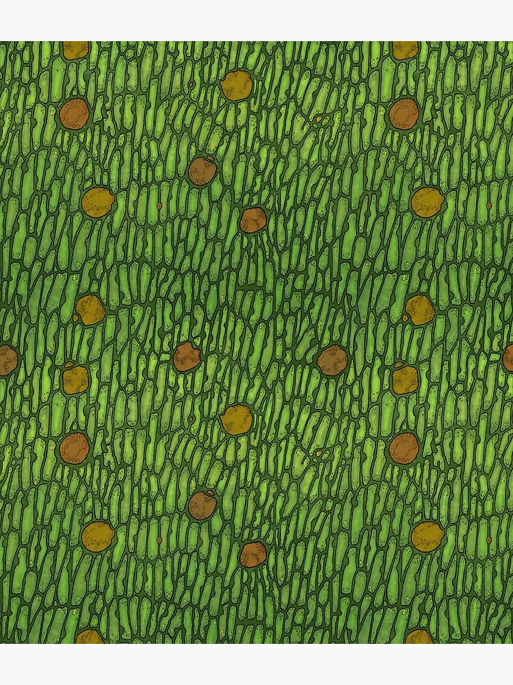Venus Flytrap Cells by Tippitiwichet