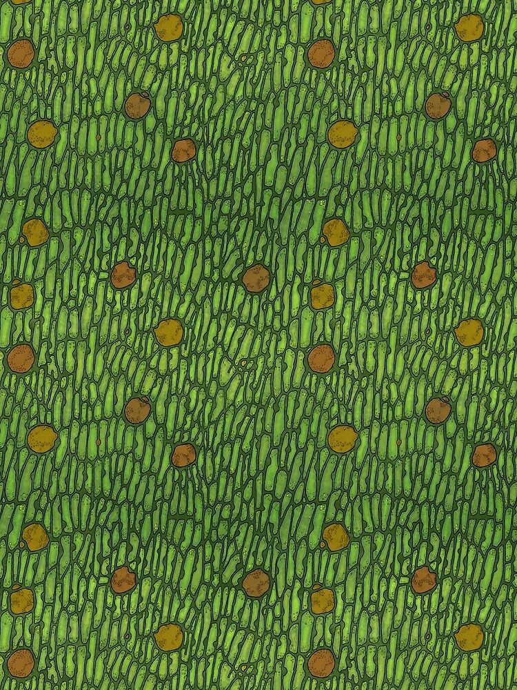 Venus Flytrap Cells by Tippitiwichet