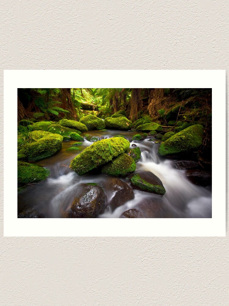 Alternate view of Otways Rainforest Art Print