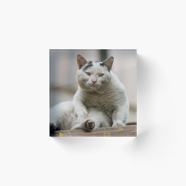 Item preview, Street cat on the roof designed and sold by Sergey Bezberdy.