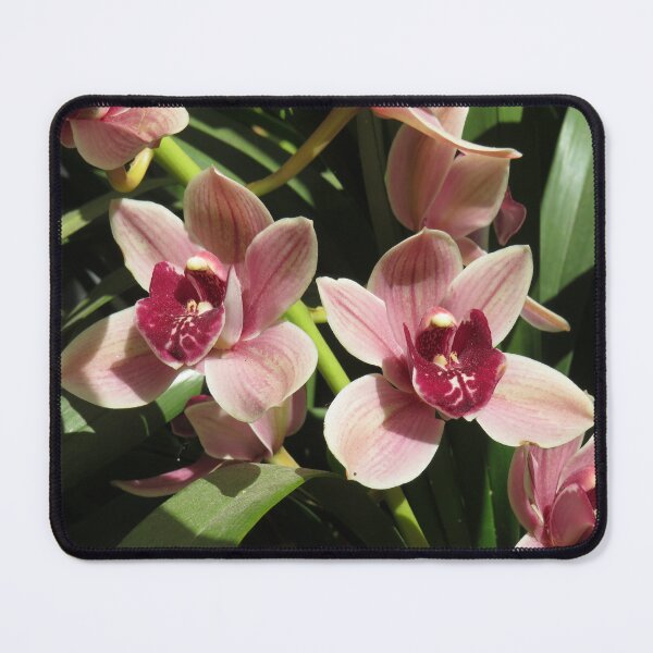 Item preview, Pink cymbidium flowers designed and sold by greentiger1.