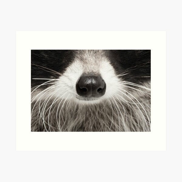 Item preview, Raccoon Face designed and sold by InnaPo ⭐⭐⭐⭐⭐.
