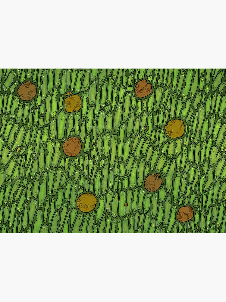 Venus Flytrap Cells by Tippitiwichet