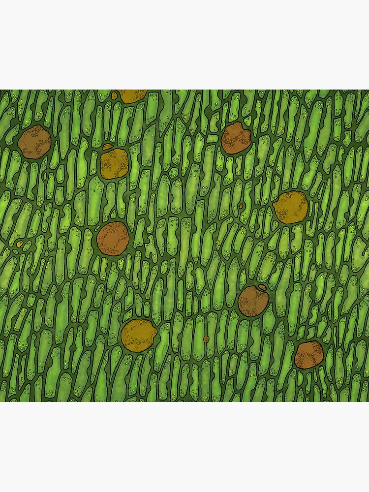 Venus Flytrap Cells by Tippitiwichet