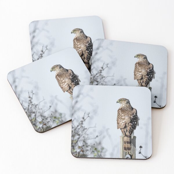 Item preview, Juvenile Cooper's Hawk - Square designed and sold by Debra Martz.