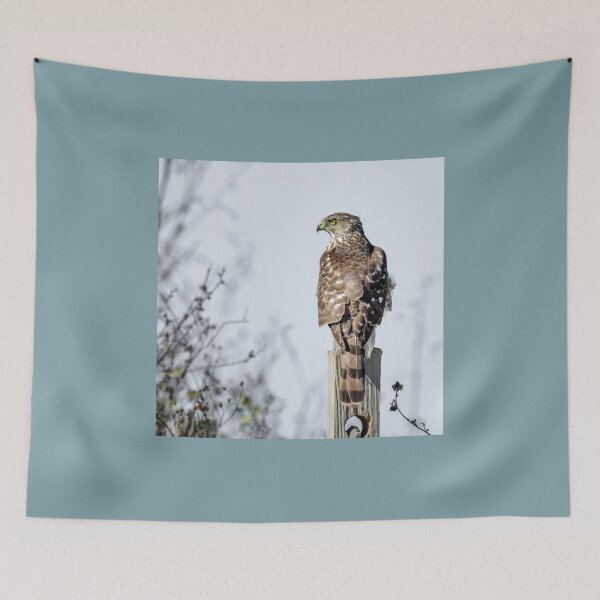 Item preview, Juvenile Cooper's Hawk - Square designed and sold by Debra Martz.