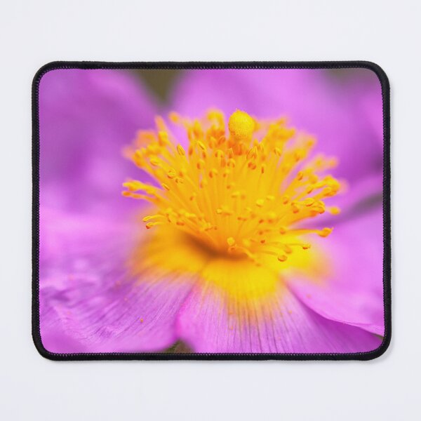 Item preview, Wild Rose designed and sold by jvnimages.