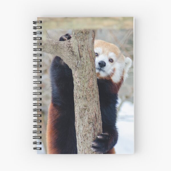 Item preview, Climbing Panda designed and sold by Raven-Creative.