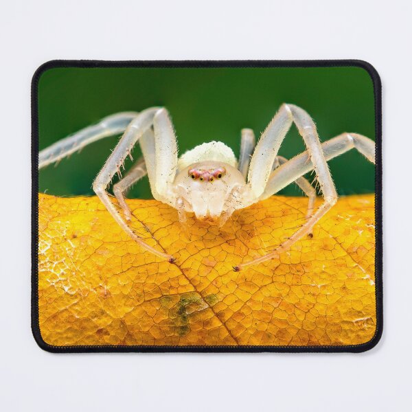 Item preview, Flower Crab Spider - Misumena vatia designed and sold by AronsTinySafari.