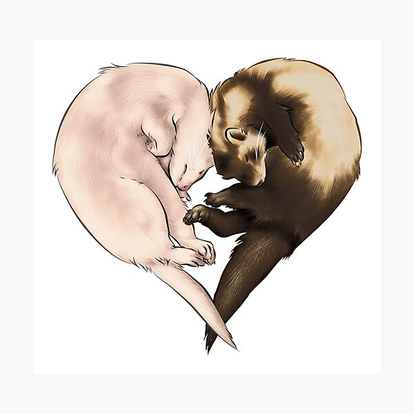Ferret Love Photographic Print
