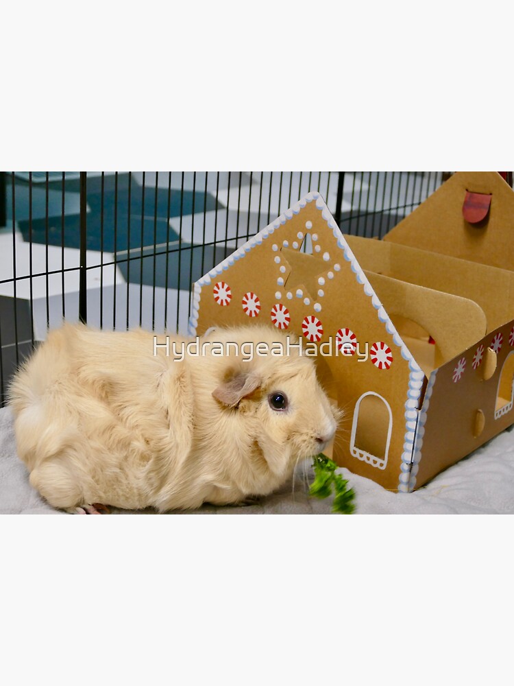 "Guinea Pig beside Gingerbread House" Sticker for Sale by