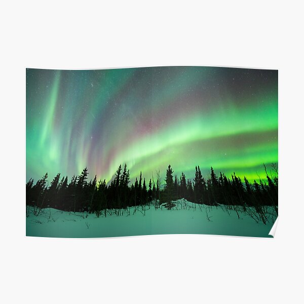 Rainbow Aurora Borealis and a Black Spruce Forest in Alaska Poster