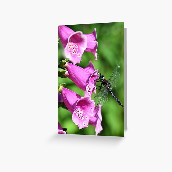 Dragonfly Greeting Card