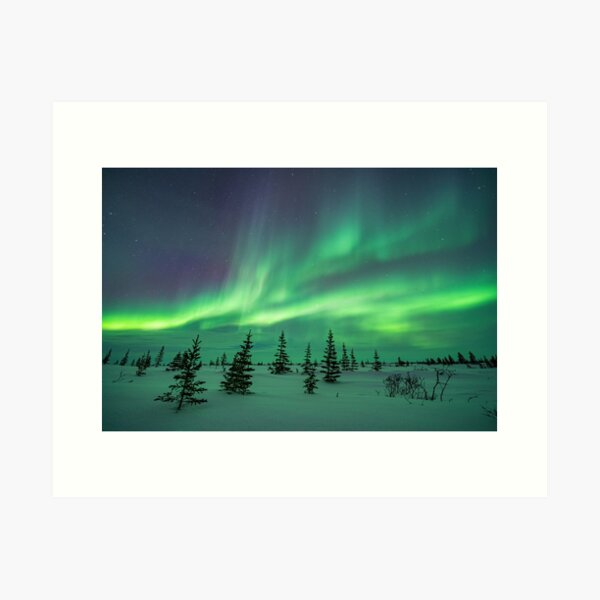 Aurora Borealis in the Frozen Tundra of Canada Art Print