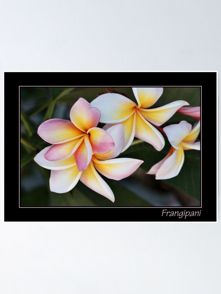 Thumbnail 1 of 3, Poster, Frangipani With Text designed and sold by pixplanet.