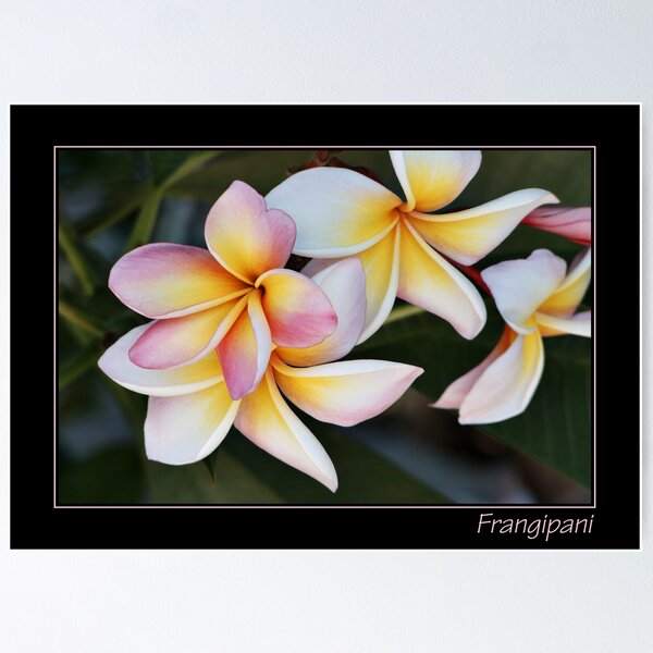 Item preview, Frangipani With Text designed and sold by PixPlanet.