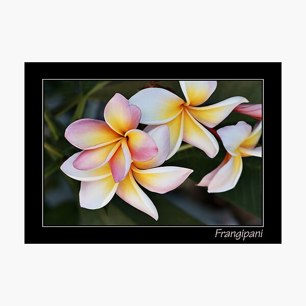 Item preview, Frangipani With Text designed and sold by PixPlanet.