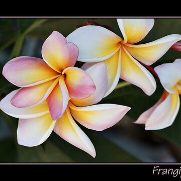 Artwork thumbnail, Frangipani With Text by PixPlanet