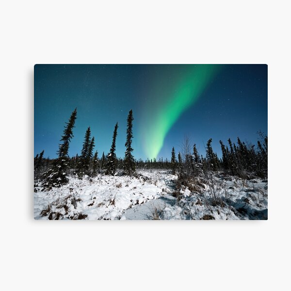 Aurora Borealis Above a Moonlit Black Spruce Forest in Alaska Canvas Print