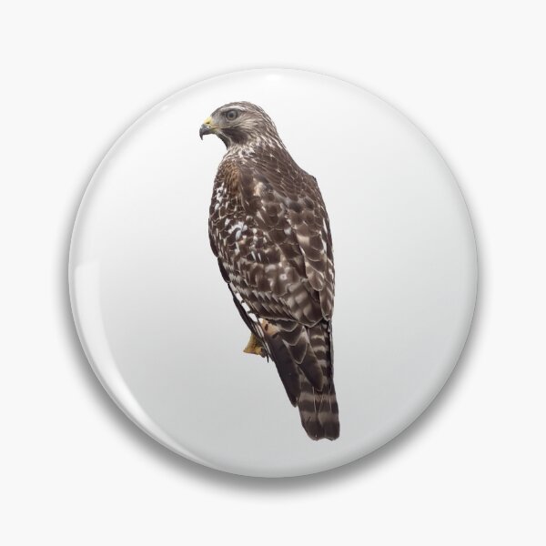 Item preview, Red shouldered hawk designed and sold by thehowlingdingo.