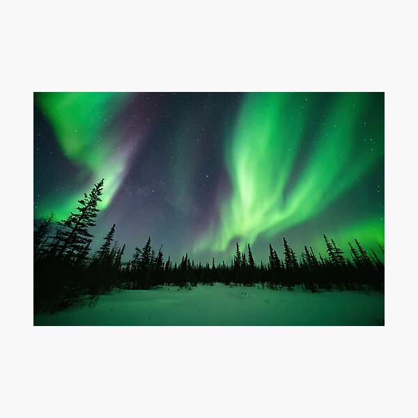 Aurora Borealis in a Snowy Black Spruce Forest Photographic Print