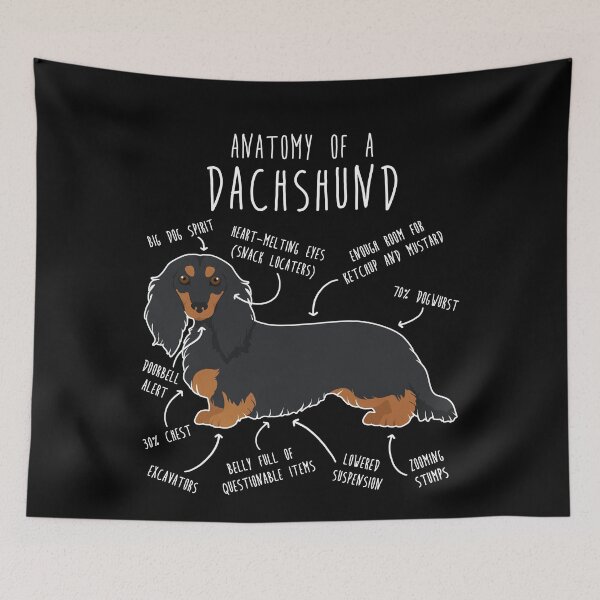 Item preview, Black and Tan Longhaired Dachshund Dog Anatomy designed and sold by Clara Hollins.