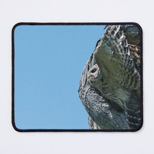 Item preview, Barred owl designed and sold by Puttaswamy Ravishankar.