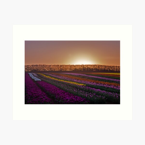 Tulips at Sunset Art Print