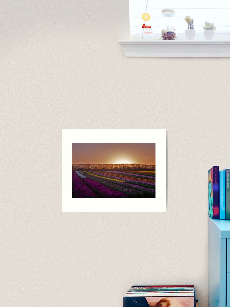 Thumbnail 2 of 3, Art Print, Tulips at Sunset designed and sold by KimOgdenPhotos.