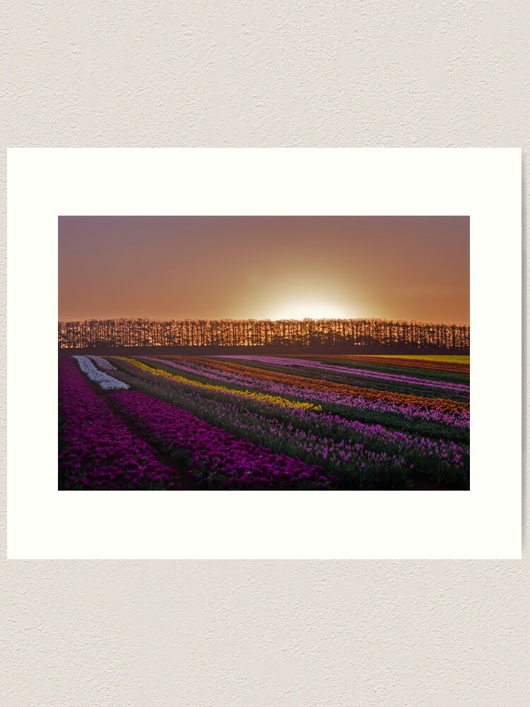 Thumbnail 1 of 3, Art Print, Tulips at Sunset designed and sold by KimOgdenPhotos.