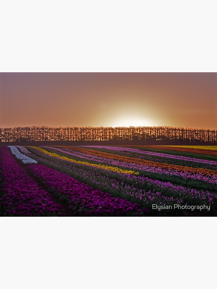 Thumbnail 3 of 3, Art Print, Tulips at Sunset designed and sold by KimOgdenPhotos.