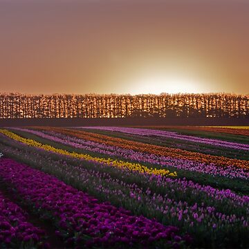 Artwork thumbnail, Tulips at Sunset by Elysian Photography