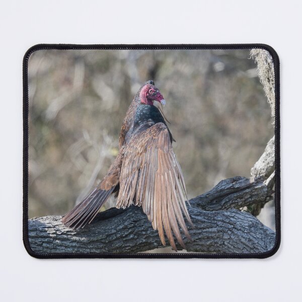 Item preview, Turkey vulture designed and sold by Puttaswamy Ravishankar.