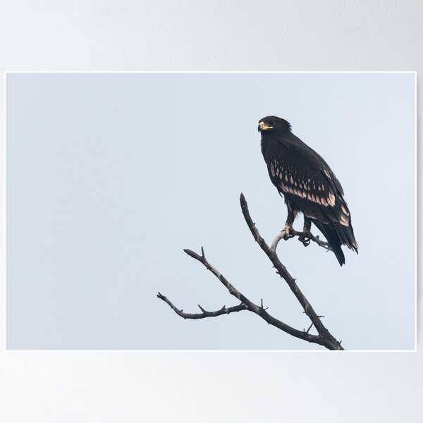 Greater spotted eagle Poster