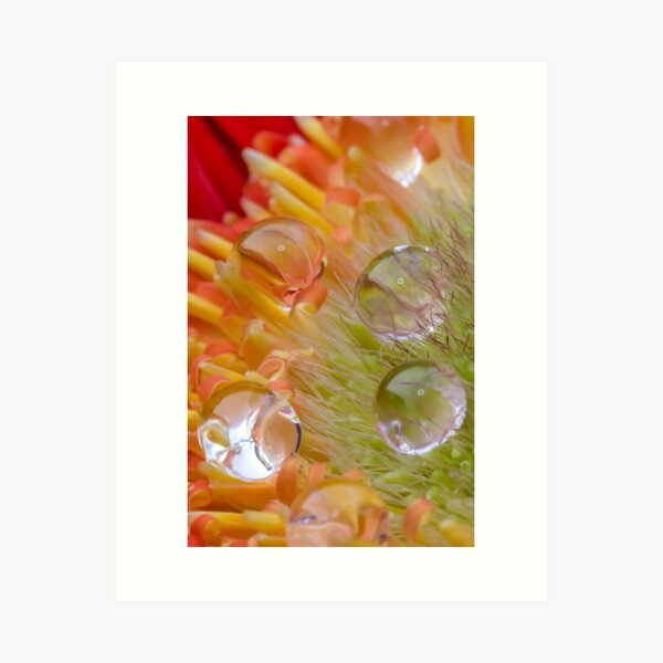 Drops of Colour Art Print