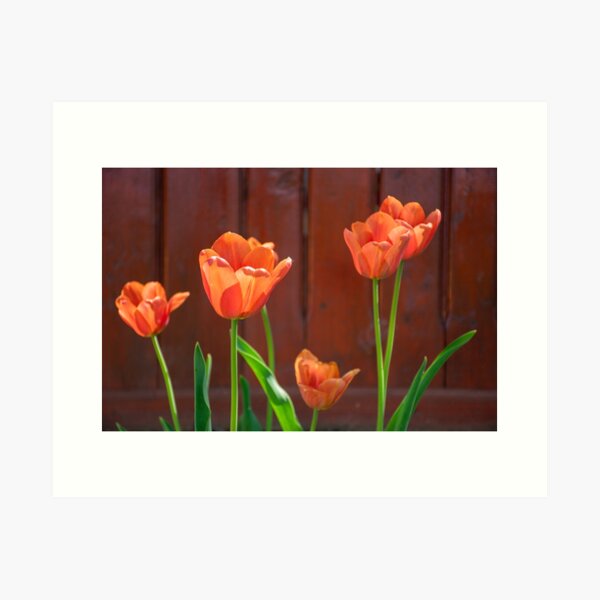 Decoración: Artes De Tulipanes Rojos | Redbubble