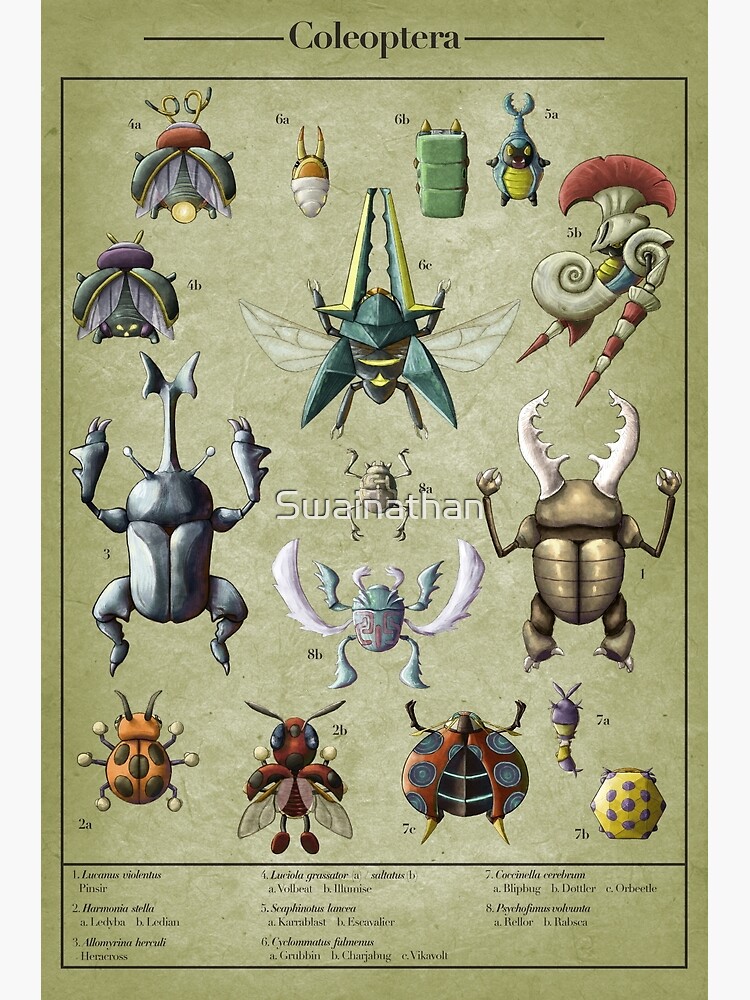 Thumbnail 3 of 3, Photographic Print, Coleoptera Biological Illustration designed and sold by Swainathan.