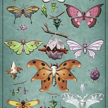 Artwork thumbnail, Lepidoptera Biological Illustration by Daniel Swain Creations