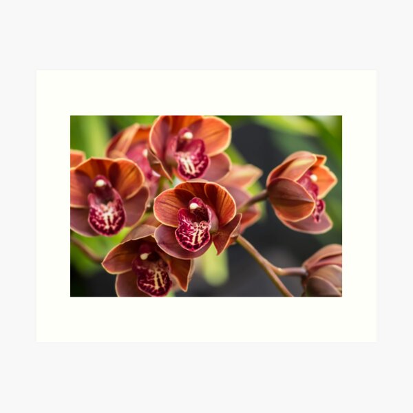 Orchid J2 Art Print