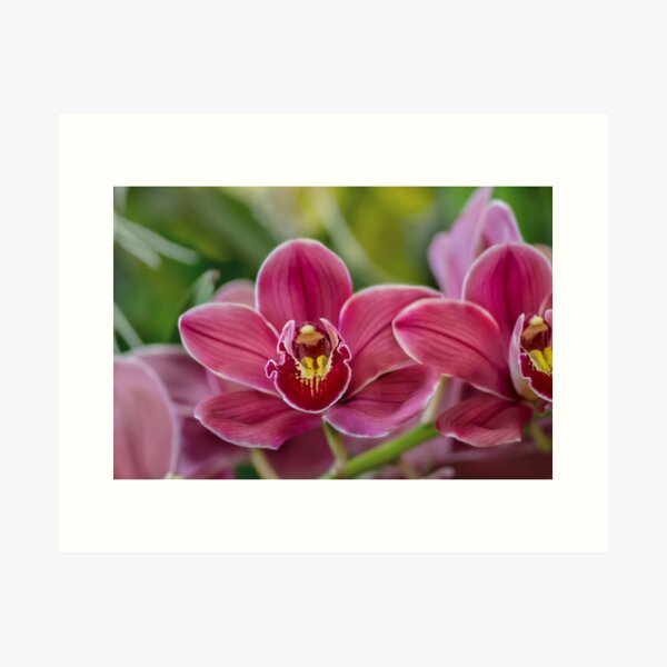 Orchid J4 Art Print