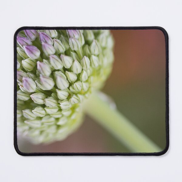 Item preview, Garlic Edible Bulb designed and sold by Joy Watson - Natural Light Photography .