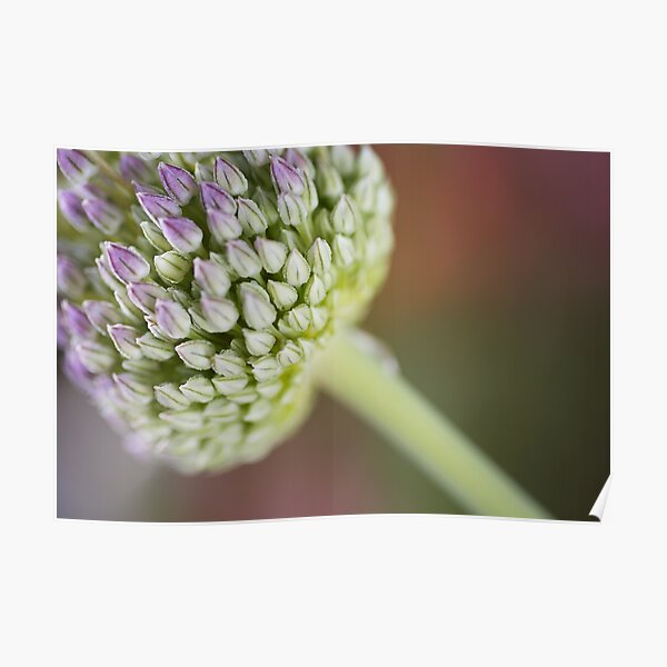 "Garlic Edible Bulb" Poster for Sale by bubbleblue Redbubble