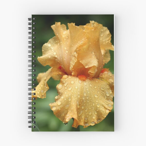 Item preview, Rain Kissed Pure Orange Iris designed and sold by Debbie Oppermann.